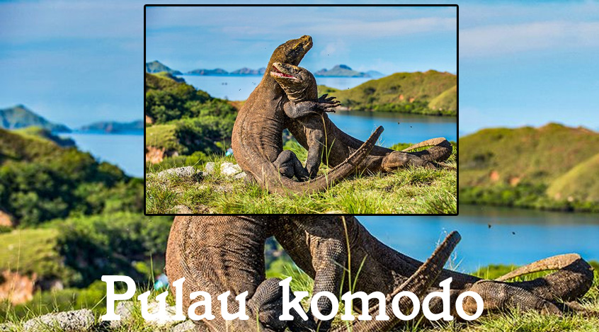 Pulau Komodo Surga Alam yang Menakjubkan